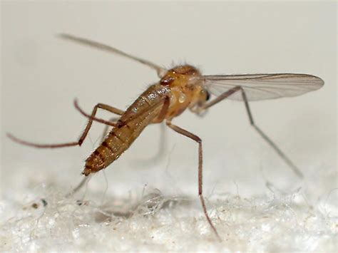 Chironomidae? - BugGuide.Net