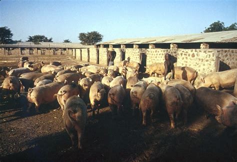 World's Largest Pig Farm In Kano - Agriculture - Nigeria