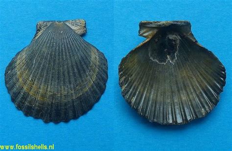 International Fossil Shell Museum - Foundation for the study of shells, fossil and recent