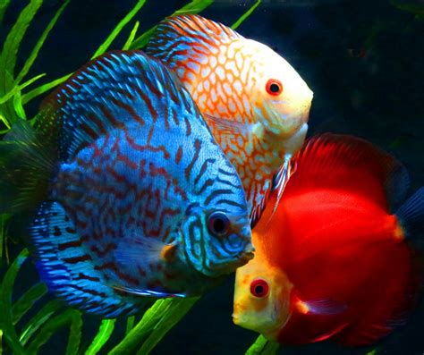 Top 10 Most Beautiful Colorful Fish Types | Discus fish, Freshwater aquarium fish, Exotic fish