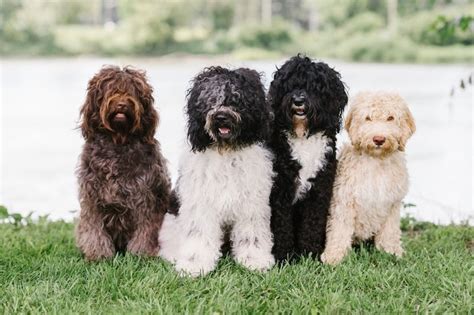 Meet the Barbet Dog Breed - American Kennel Club