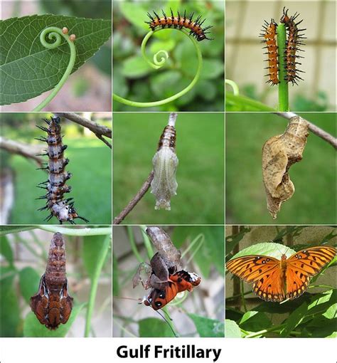 many different types of butterflies and caterpillars on the same branch, with caption that reads ...