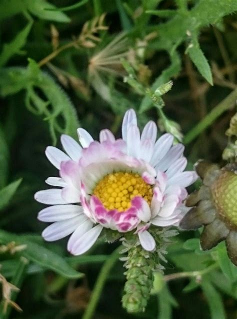 Bellis perennis Bellis Perennis, Nature Reserve, Wildflowers, Orchids, Plants, Margarita Flower ...