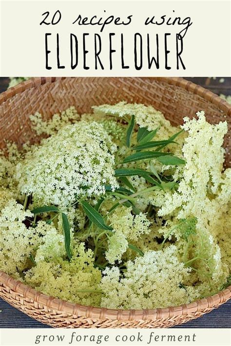 20+ Elderflower Recipes: cordial, liqueur, tea, jelly, cake + more!