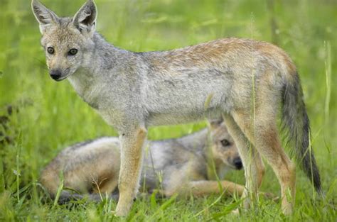 Side-striped Jackal - Africa Mammals Guide