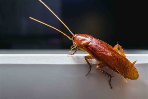 How Much Does Roach Exterminators Cost? | Compare Prices Now