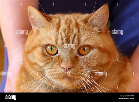 Ginger british shorthair cat Stock Photo - Alamy