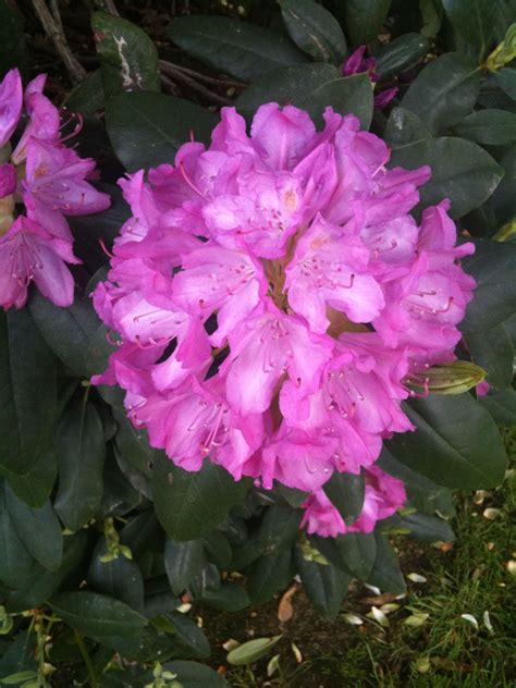 Rhododendron in our yard for 30 years+ The West Virginia State Flower | West virginia state ...