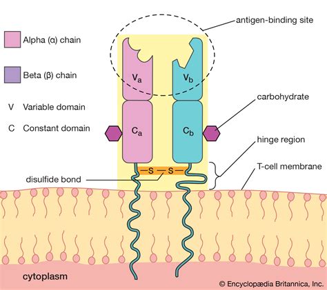 T-cell receptor (TCR): structure, role and TCR-CD3 complex - Online ...