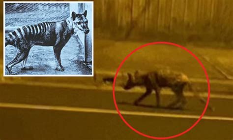 Tasmanian Tiger-like animal caught on video in a suburban street | Daily Mail Online