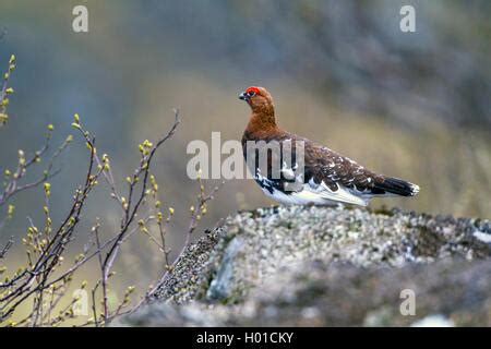 Willow Grouse or Willow Ptarmigan (Lagopus lagopus) hen in summer Stock Photo: 16637019 - Alamy