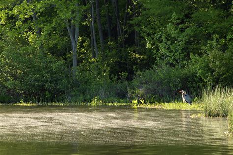 Heron at the Lake Photograph by Jonathan Farnam - Pixels