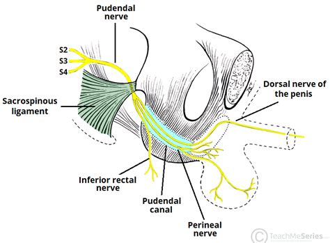 The Greater Sciatic Foramen and Lesser Sciatic Foramen - An Tâm