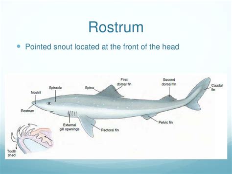 PPT - External Structures of Dog Fish Shark PowerPoint Presentation, free download - ID:2271084