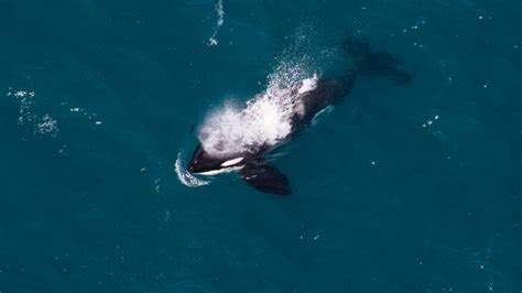 Extended Scenic Whale Watching Flight - Wings Over Whales Kaikoura ...