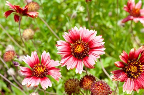 70+ Blanket Flower Seeds Stock Photos, Pictures & Royalty-Free Images ...