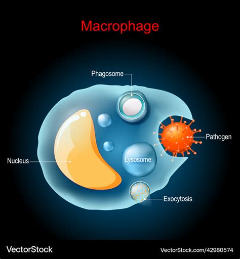 Phagocytosis macrophage anatomy cell structure Vector Image