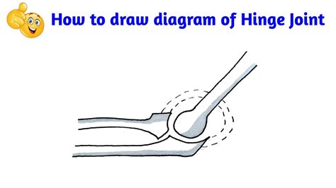 Hinge Joint Diagram For Kids