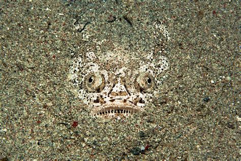 10+ Fish Stargazer Fish Camouflage Sand Stock Photos, Pictures & Royalty-Free Images - iStock