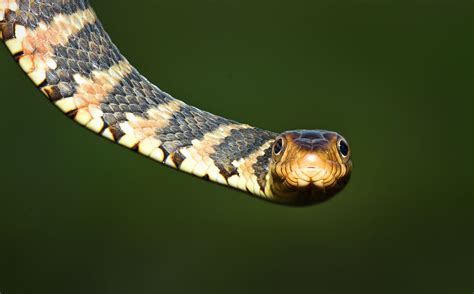 Snakes of the Everglades and South Florida