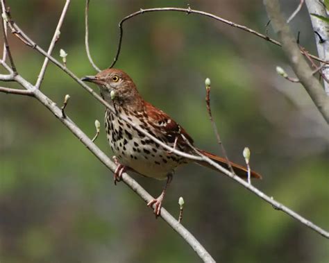 Brown Thrasher - Facts, Diet, Habitat & Pictures on Animalia.bio