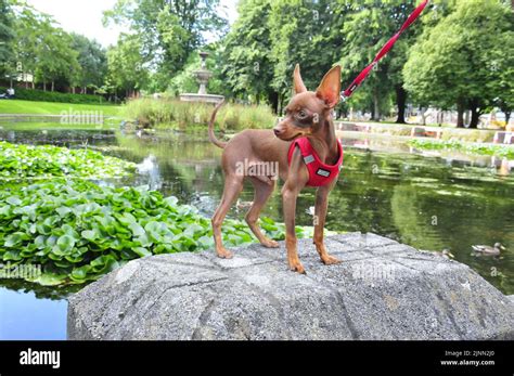 Dog in swam hi-res stock photography and images - Alamy