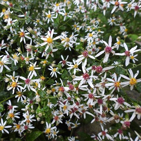 Aster divaricatus - White Wood Aster - Sugar Creek Gardens