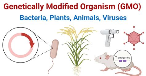 Genetically Modified Organisms (GMOs)- Process, Examples