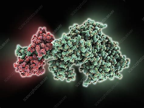 Molecular motor protein - Stock Image - C014/6777 - Science Photo Library