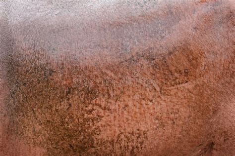 Hippopotamus skin texture stock photo. Image of rough - 35613304