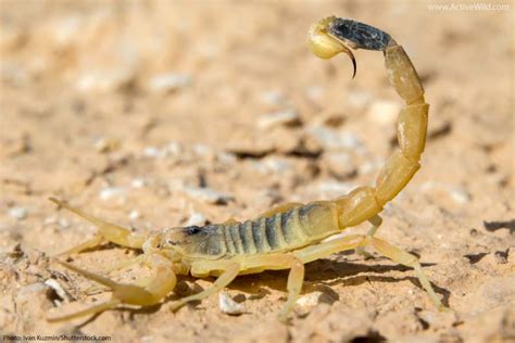 What Desert Animals Has Black Rings Around Its Eyes - Donald Marome