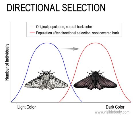 Mechanisms of Evolution