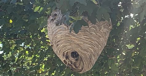 Staten Island Man's Calls To Relocate Hornets' Nest On City Tree Go ...