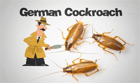 German Cockroach Control - Identification & Infestation Info