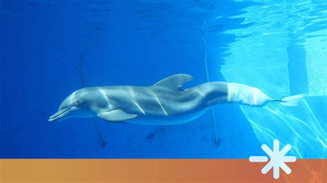 Winter: Prosthetic Tail Helps Baby Dolphin Swim Again | Hanger Clinic