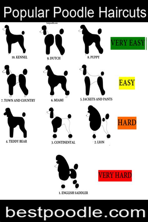 How to Groom a Poodle | Poodle grooming, Dog grooming salons, Dog ...