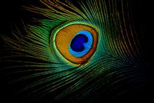 Peacock Feather Free Stock Photo - Public Domain Pictures