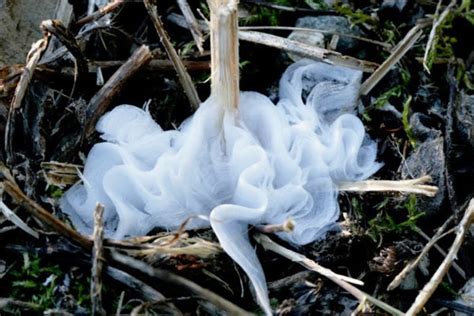 Elusive 'Ice Flowers': A Natural Phenomenon // Missouri Environment and Garden News Article ...