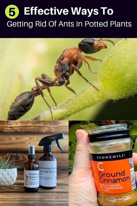 Awasome How To Kill Ground Bees With Borax Ideas