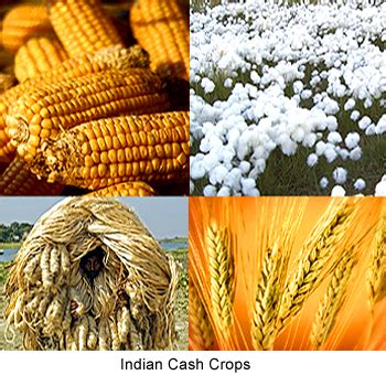 Indian Cash Crops