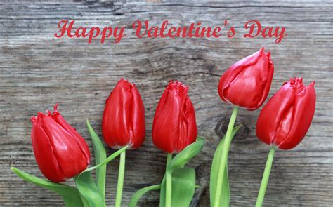 Happy Valentine's Day Red Tulips Free Stock Photo - Public Domain Pictures