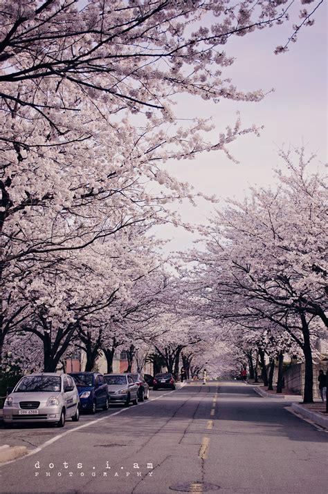 Cherry Blossoms in Korea Cherry Blossoms, My Pictures, Destinations ...