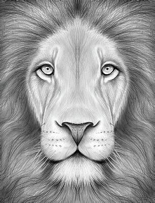 Drawings Of Lions