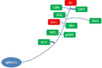 Central targets for intrinsically photosensitive retinal ganglion cells... | Download Scientific ...