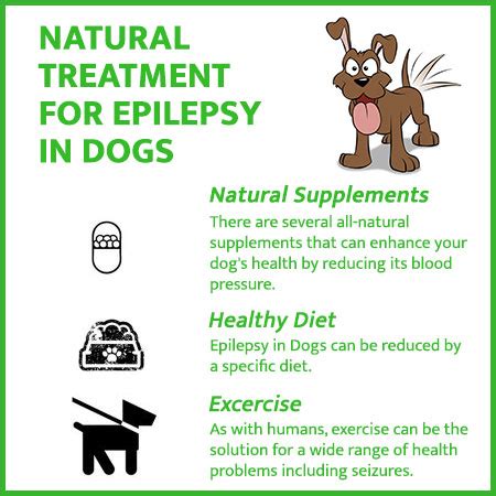 Natural Remedies for Epilepsy in Dogs & Seizures | Prana Pets