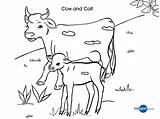 Baby Cow Coloring Pages At GetColoringscom  Free Printable Colorings sketch template
