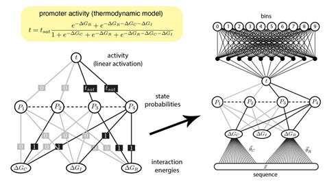 Finally, machine learning interprets gene regulation clearly | Science Codex