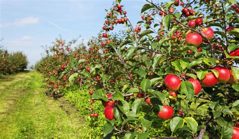 Apple Garden Kashmir | Fasci Garden