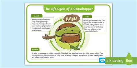 Life Cycle of a Grasshopper Display Poster (teacher made)