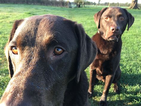 39+ Brown Doberman Lab Mix Puppies Pic - Codepromos